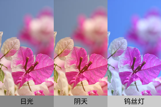 不同白平衡的照片色調(diào)對(duì)比實(shí)例。